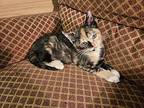 Caramel Bonded w/Mocha Domestic Shorthair Kitten Female