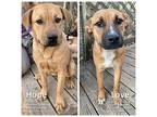 Love Black Mouth Cur Young Female