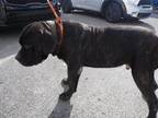 BRIGGS Bullmastiff Adult Male