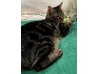 Pippin Domestic Shorthair Kitten Male