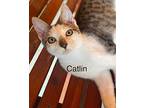 Caitlin Tabby Kitten Female