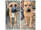 Hope Black Mouth Cur Young Female