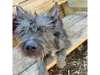 Denver Cairn Terrier Young Male