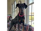 Ziggy Doberman Pinscher Young Female