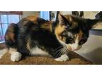 Scraps Domestic Shorthair Young Female