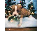 Crissie Boxer Puppy Female