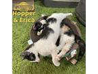 Erica and Hopper Domestic Shorthair Kitten Female