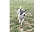 Frankie American Pit Bull Terrier Adult Female