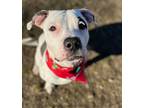 Mickey American Bulldog Adult Male