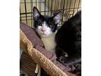 Toyota Domestic Shorthair Kitten Female