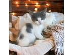Asiago Domestic Shorthair Kitten Male