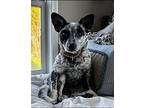 Winter aka Pepper KL in RI Australian Cattle Dog Young Female