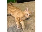 Citrus Domestic Shorthair Young Female