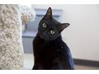 Jasper Domestic Shorthair Adult Male