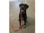 June Bug Labrador Retriever Adult Female