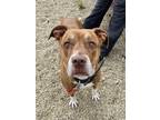 Ruby American Pit Bull Terrier Adult Female