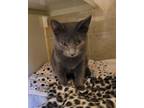 Theodore Domestic Shorthair Young Male