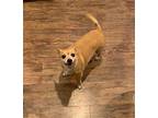 Chico LH in New England Chihuahua Adult Male