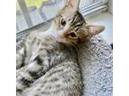 Huck Domestic Shorthair Kitten Female