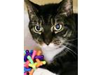 Bootsie Domestic Shorthair Senior Male