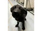 Knight Labrador Retriever Young Male