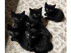 Rhythm & Blues, Gibson & Fender & Lyric Domestic Shorthair Kitten Male