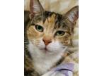 Lola Domestic Shorthair Senior Female