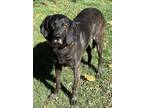 Adopt Hank HOUSETRAINED HOUSEPET COURTESY POSTING a Plott Hound