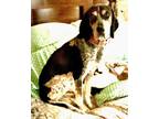 Adopt Blue HOUSETRAINED HOUSE PET COURTESY POSTING a Bluetick Coonhound
