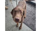 Adopt Oliver a Chocolate Labrador Retriever