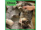 Chico Domestic Shorthair Young Male