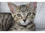 Vivianne C2023 DK In RI Domestic Shorthair Kitten Female