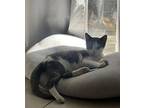 Twinkie Domestic Shorthair Kitten Male