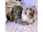 Lili Calico Kitten Female