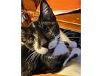 Abigail Adams Domestic Shorthair Kitten Female