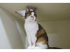 Bonita Domestic Shorthair Senior Female