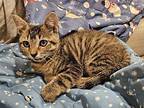 Blueberry Domestic Shorthair Kitten Female