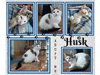 Husk Domestic Mediumhair Kitten Male