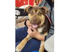 Adopt Ryder a Australian Shepherd, Shepherd