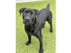 Adopt Knox a Rottweiler, Black Labrador Retriever