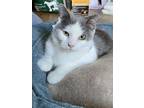 Snow Domestic Shorthair Kitten Male