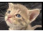 Cobalt Domestic Shorthair Kitten Male