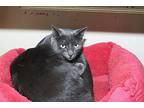 June Domestic Shorthair Adult Female