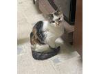 Trixie Domestic Shorthair Kitten Female