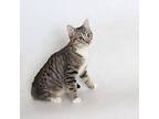 French Toast Domestic Mediumhair Kitten Male