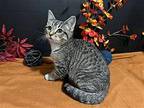 Rose Domestic Shorthair Kitten Female