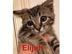 Elijah Domestic Shorthair Kitten Male