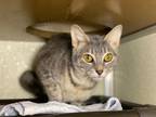 Chelsea Domestic Shorthair Young Female