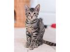 DeWalt Domestic Shorthair Kitten Male
