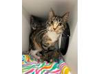 Lilo Domestic Shorthair Young Female